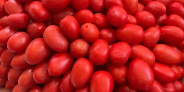 Impone Estados Unidos aranceles del 17 % al tomate mexicano