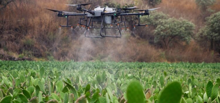 Utilizan drones para combatir la plaga de chapulín: Sagdr