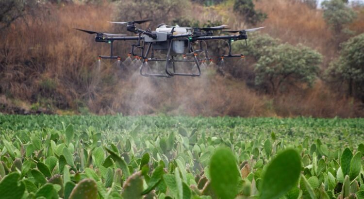 Utilizan drones para combatir la plaga de chapulín: Sagdr