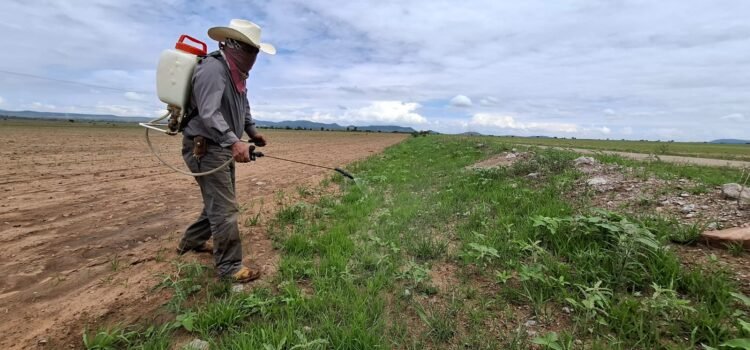 Comienza la entrega de insecticida contra la plaga del chapulín
