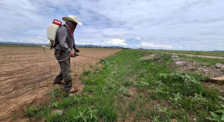 Comienza la entrega de insecticida contra la plaga del chapulín Comienza la entrega de insecticida contra la plaga del chapulín