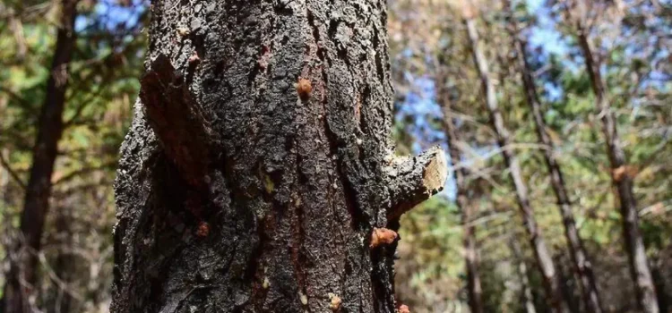 Plagas afectan a bosques duranguenses