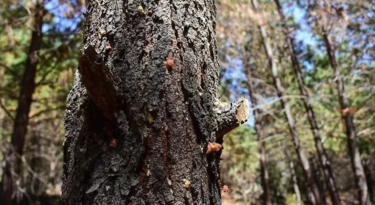 Plagas afectan a bosques duranguenses