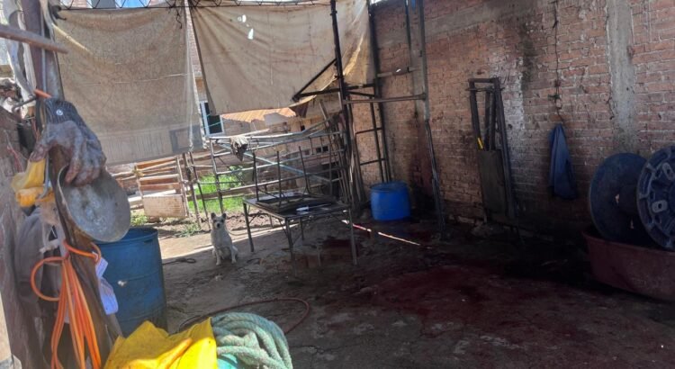 Clausuran presunto matadero clandestino en Durango tras denuncia ciudadana Clausuran presunto matadero clandestino en Durango tras denuncia ciudadana