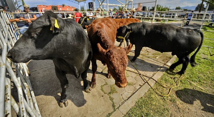 Exigen que el Centro Integral de Producción de Carne beneficie a pequeños ganaderos Exigen que el Centro Integral de Producción de Carne beneficie a pequeños ganaderos