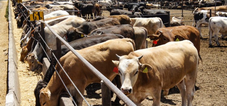 Gobierno federal impulsa programa de apoyo para adquisición de sementales en Durango