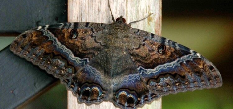 La mariposa negra: entre mito, ciencia y simbolismo