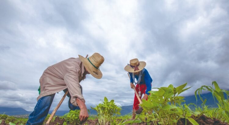 Productores duranguenses merecen un pago justo y condiciones dignas: Noel Fernández Productores duranguenses merecen un pago justo y condiciones dignas: Noel Fernández