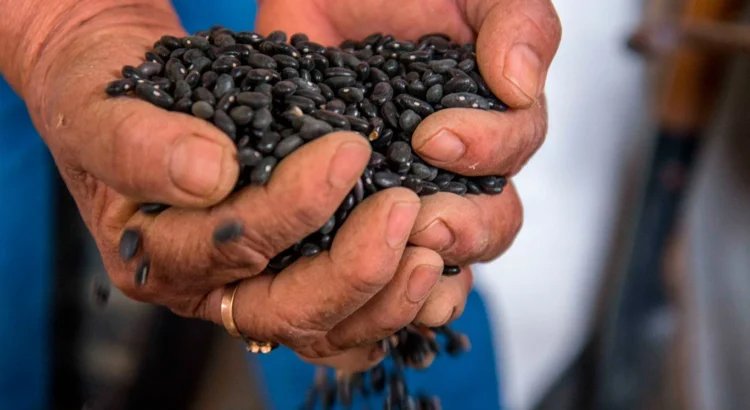 Este viernes se definirá el precio de garantía del frijol en Durango