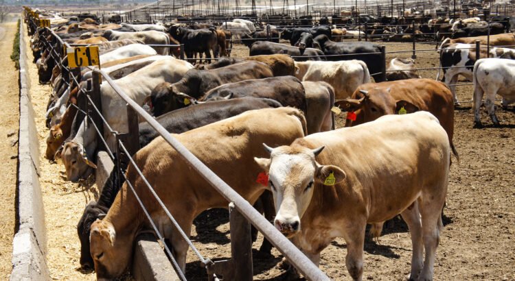 Crece malestar entre ganaderos del sur por medidas de Senasica contra el gusano barrenador