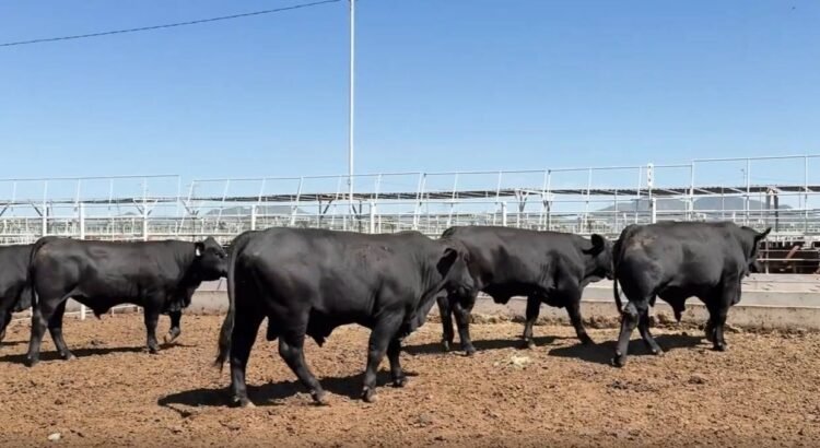 Productores de Durango reciben primera entrega de más de mil sementales