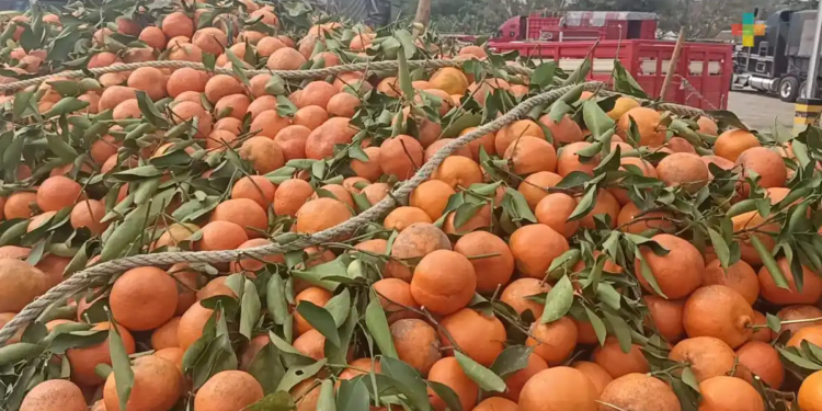 Reportan productores de Veracruz pérdida total de cosecha de naranja Reportan productores de Veracruz pérdida total de cosecha de naranja