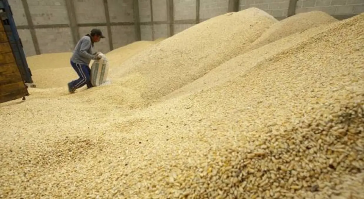 Inicia el acopio de maíz; el costo será de 7, 200 la tonelada