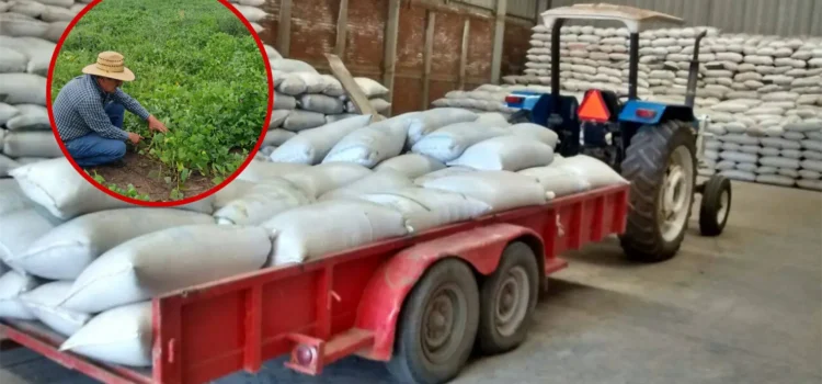 Logran superar la producción de frijol en Durango