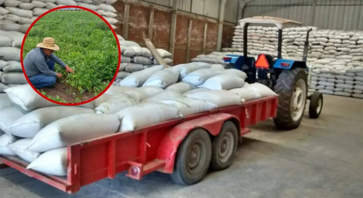 Logran superar la producción de frijol en Durango