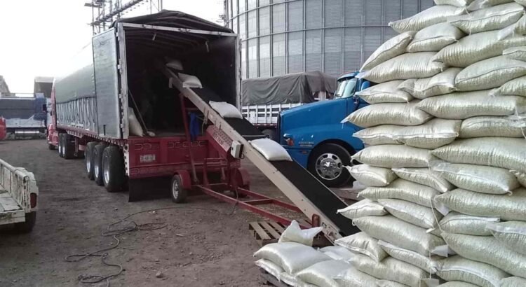 Hasta 2026 se definirá el acopio total de frijol