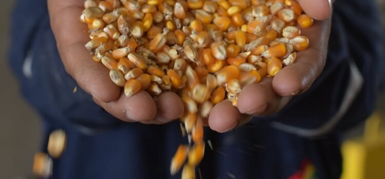 Productores de maíz bloquean oficinas de SADER en Durango ante falta de módulos de acopio