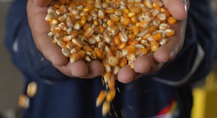 Productores de maíz bloquean oficinas de SADER en Durango ante falta de módulos de acopio Productores de maíz bloquean oficinas de SADER en Durango ante falta de módulos de acopio