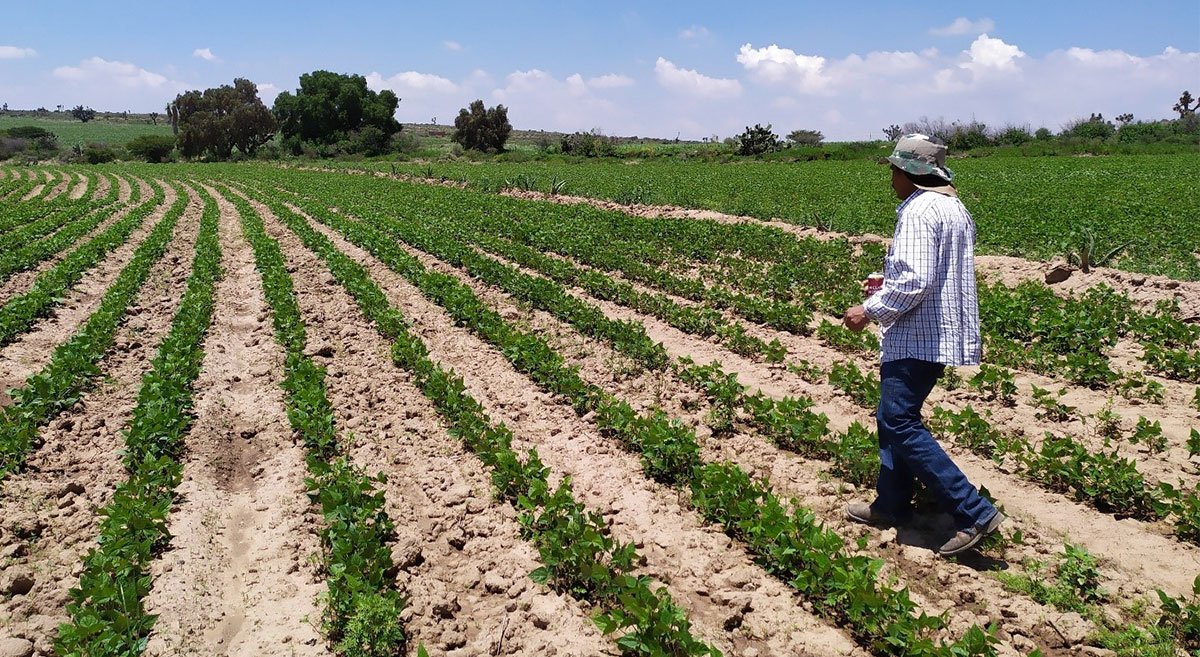 En riesgo el ciclo de frijol primavera-verano; prevén dejar sin sembrar más de 50 mil hectáreas