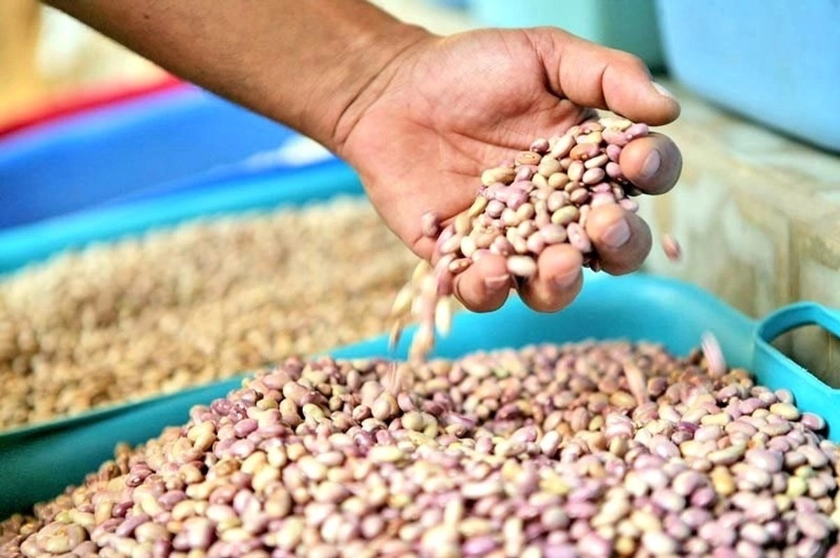Frijol sin vender: Durango acumula 30 mil toneladas